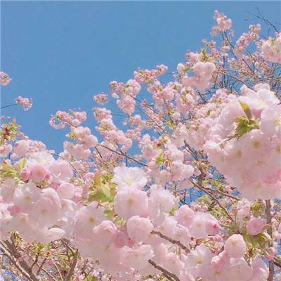 蔬、果、肉供应充足春节“菜篮子”有保障