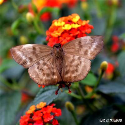 五星体育在哪看直播