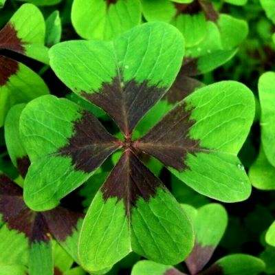 朝鲜爆冷胜日本疯狂庆祝 球员赛后先谢中国球迷