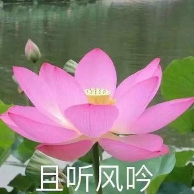 夏目友人帐 新年贺图