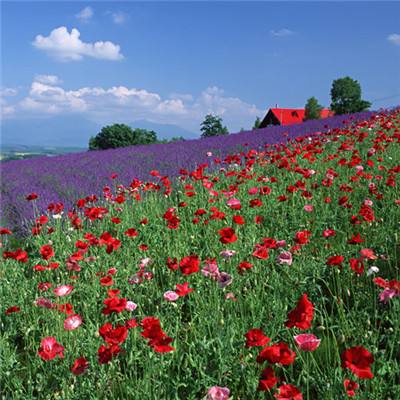 日本扩大紧急状态范围 法国住院患者再超万人｜大流行手记（8月16日）
