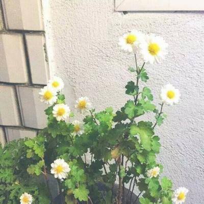 文旅部：即日起至明年3月15日暂停进出陆地边境口岸城市的跨省团队游及机酒业务